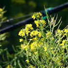Mustard flowers