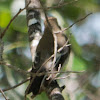 Pied Flycatcher; Papamoscas cerrojillo