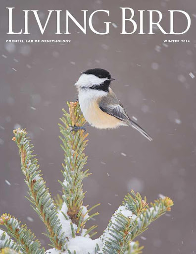 Living Bird Magazine