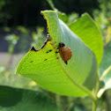 Swamp Milkweed Leaf Beetle larva