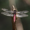 Crimson-tailed Marsh Hawk