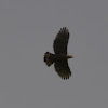 Blyth's Hawk Eagle