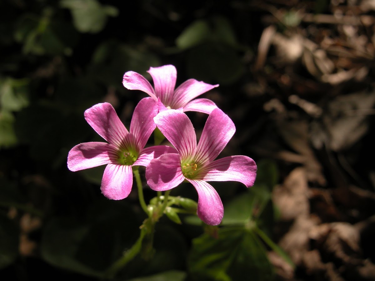 Violet Woodsorrel