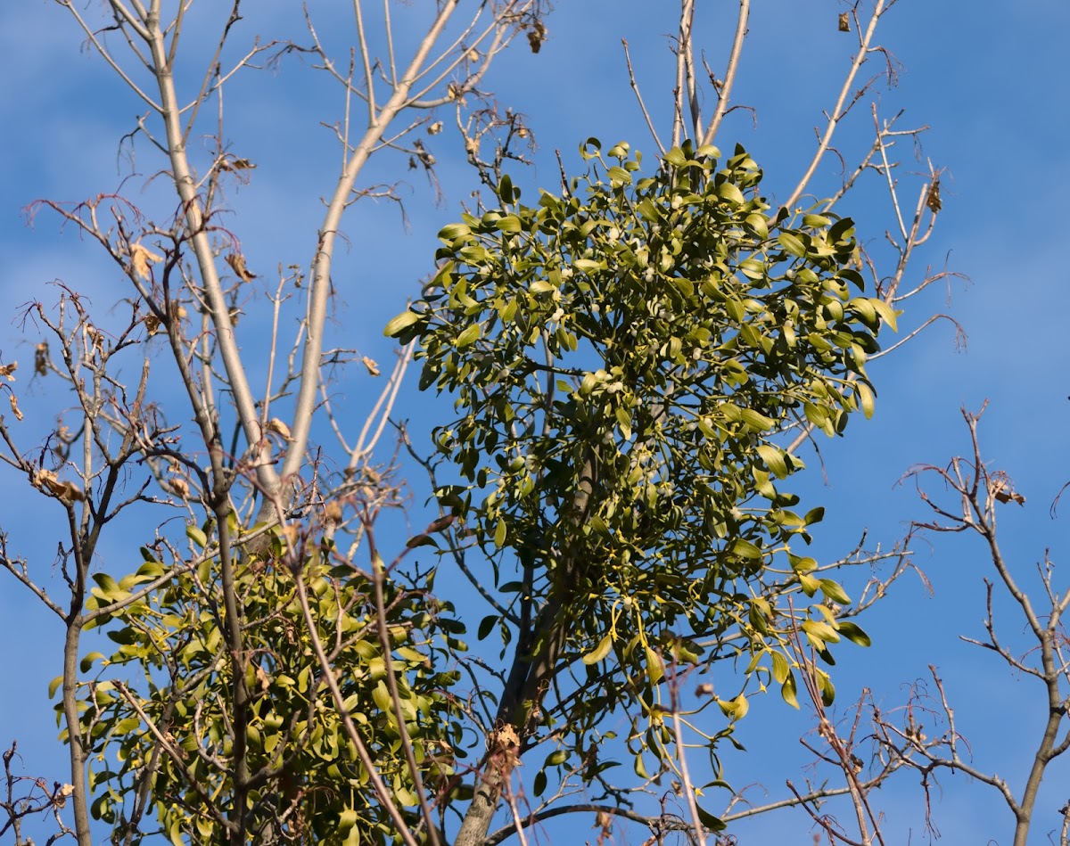 European Mistletoe