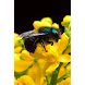 The Life of the Bee