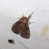 Pine Tussock Moth