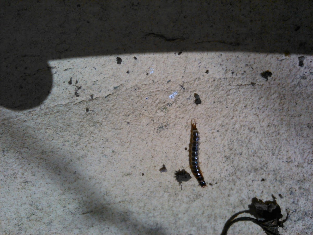 Some kind of larvae