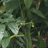 Oriental Green Whip Snake