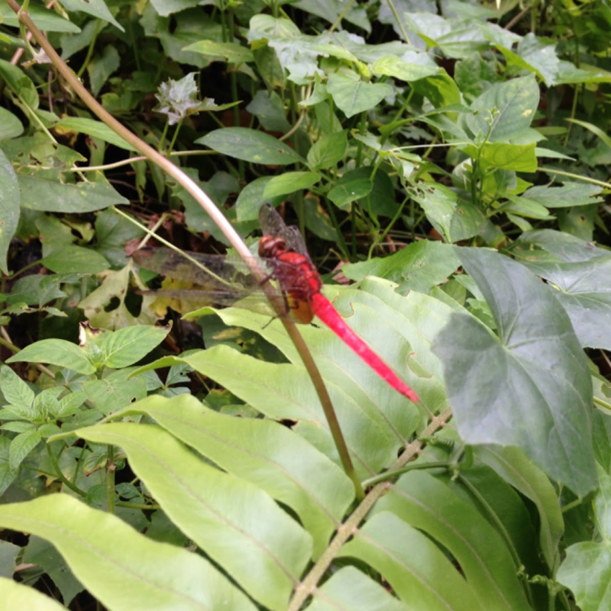 Red-Veined Darter