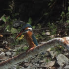 Common Kingfisher