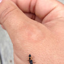 Harlequin Ladybird Larva