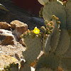 Nopal, chumbera, cactus