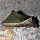 Erebidae, Catocalini