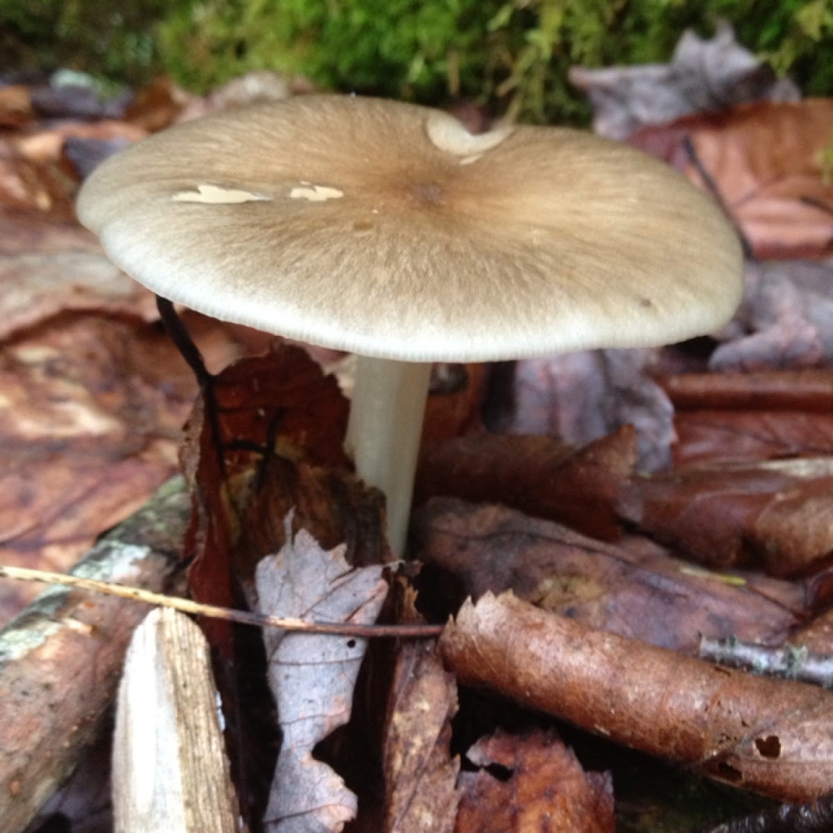 The Platterful Mushroom