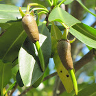Mangrove fruit