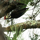 Pileated Woodpecker Female