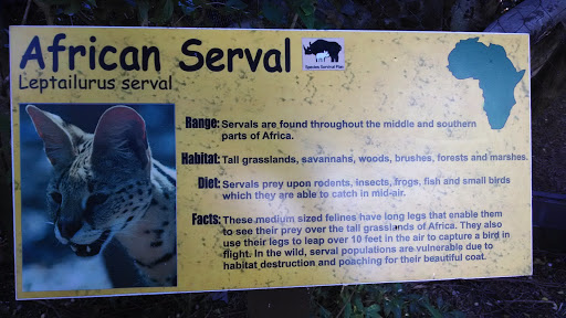 African Serval Placard
