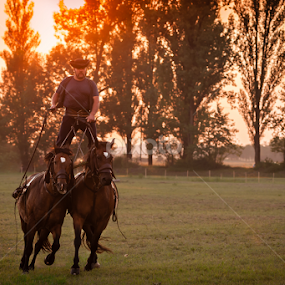equilibrum by Iosif Vajnar - Animals Horses