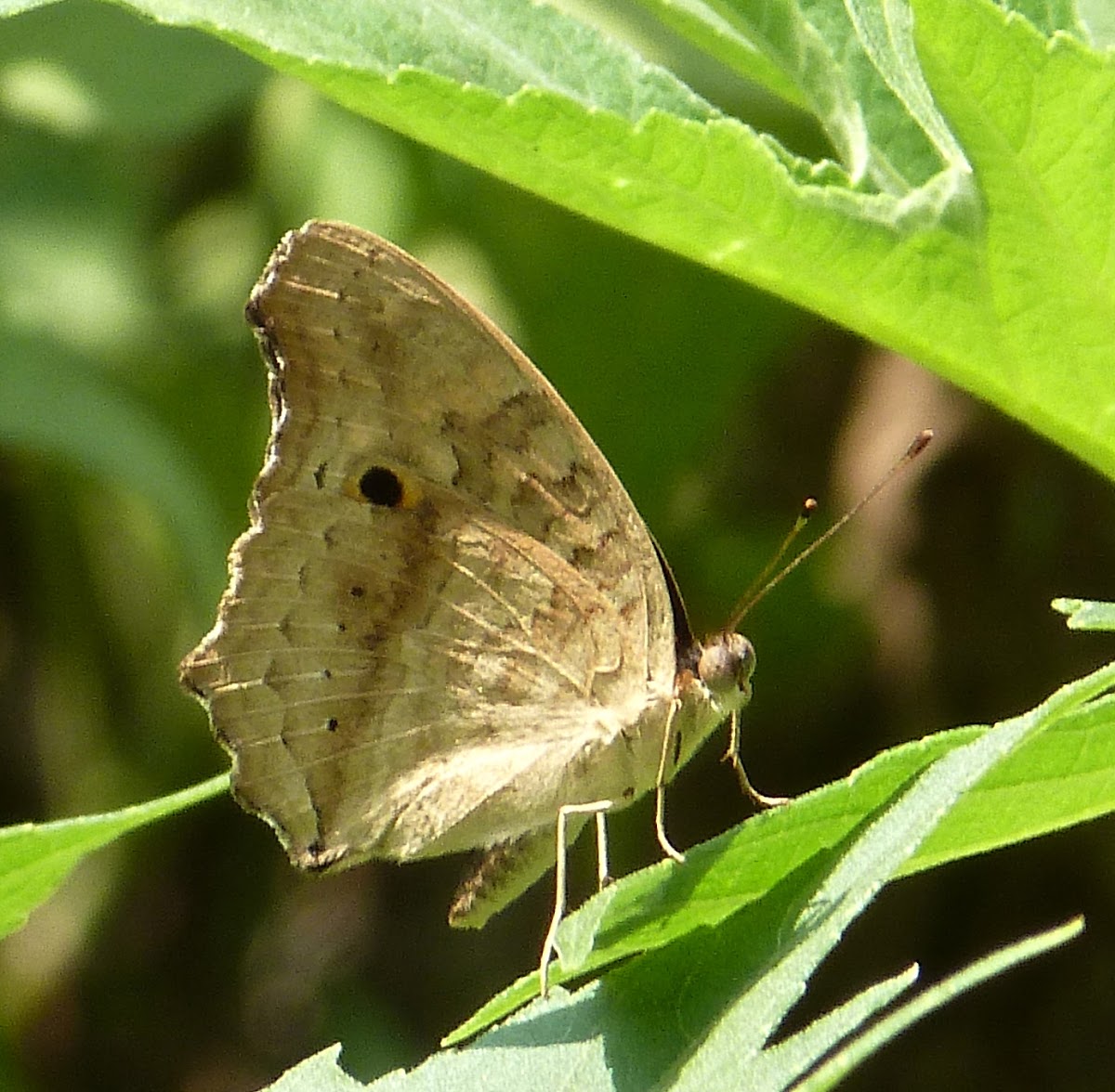 Lemon Pansy