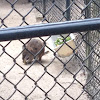 Parma Wallaby