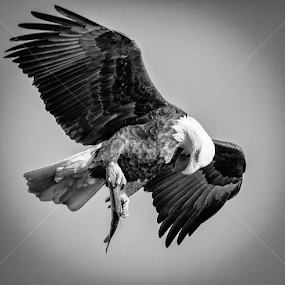 Guess It's A Keeper by Mike Trahan - Black & White Animals