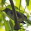 Asian Glossy Starling (juvenile)