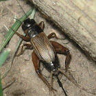 Field Cricket