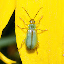 Northern Corn Rootworm Beetle