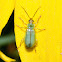 Northern Corn Rootworm Beetle