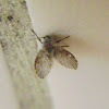 Bathroom fly / Moth fly