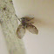 Bathroom fly / Moth fly