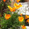 Mexican gold poppies