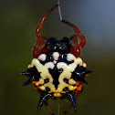Jewel Spider