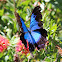 Blue Ulysses Butterfly or Blue Mountain Butterfly