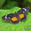Nymphalid butterfly