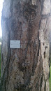 Pinus Nigra Baum