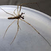Long jawed Spider