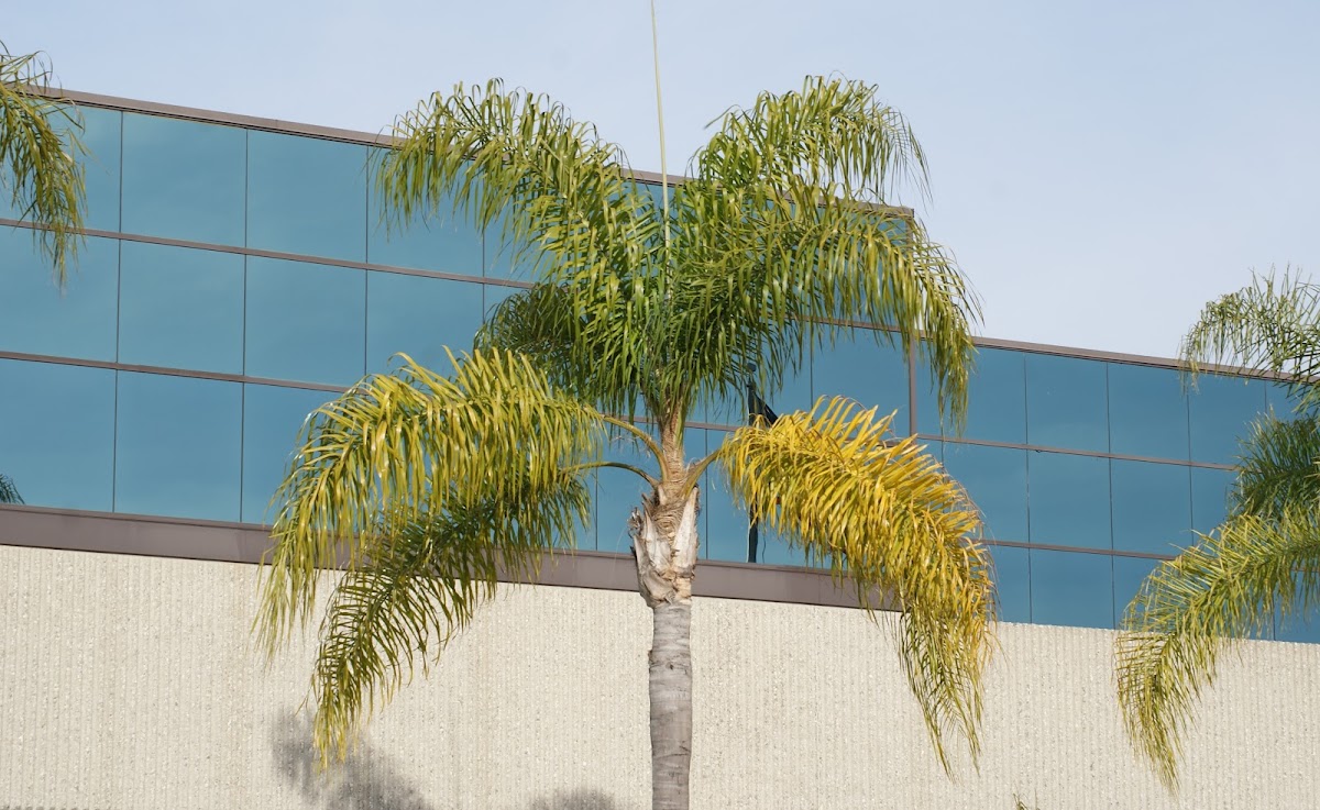 Queen palm