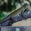Garden Fence Lizard