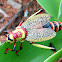 Koppie foam grasshopper /milkweed locust