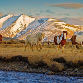 Horses in april by Kristján Karlsson - Animals Horses