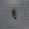 Unknown Treehopper