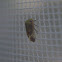 Unknown Treehopper