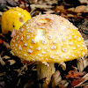 American Eastern Yellow Fly Agari