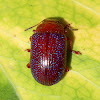 Acacia leaf beetle