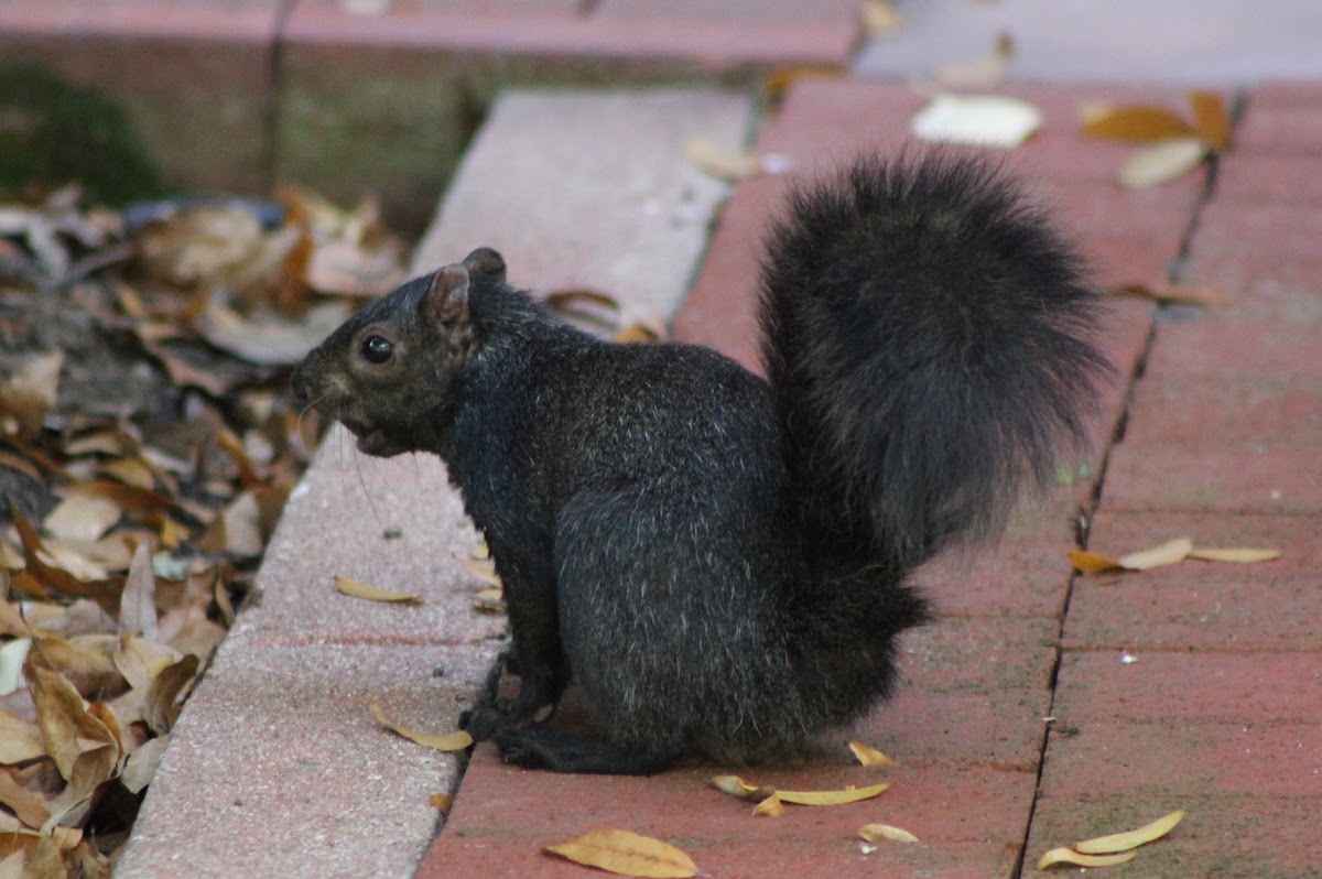Eastern gray squirrel (melanistic form)