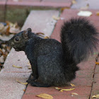 Eastern gray squirrel (melanistic form)