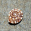 a Sundial Snail Shell
