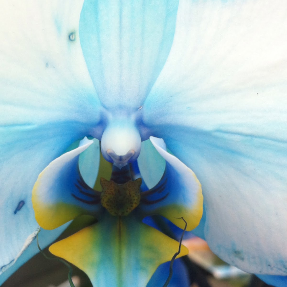 Blue Mystique Orchid