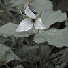 Sweet White Trillium